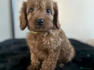Cockapoo dogs DEEP RED COCKAPOO PUPPIES REDY NOW - Advert 15