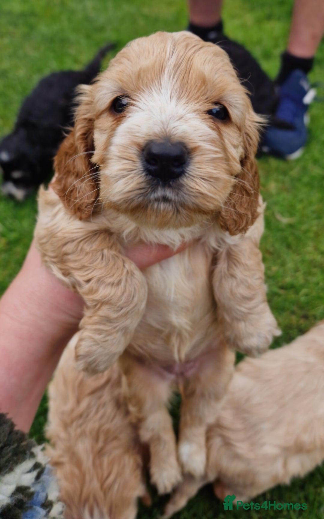 Cockapoo dogs for sale: Cockapoo puppies, ready to leave today.  in Otley - Image 4