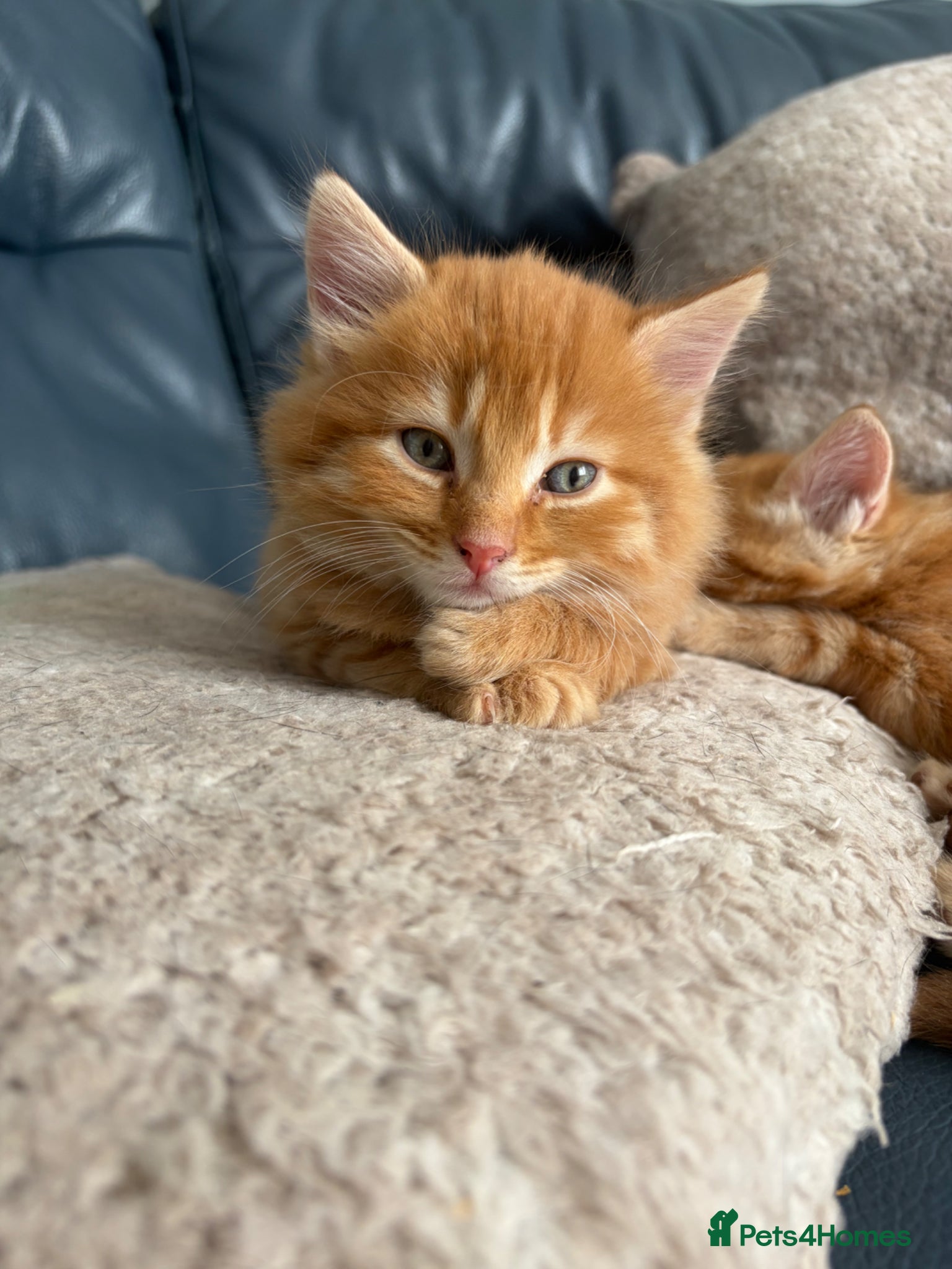 Mixed Breed cats for sale: 4 beautiful male ginger kittens  in Bristol - Advert 4