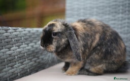 Mini Lion Lop rabbits for sale: Mini lion lops  - Image 2