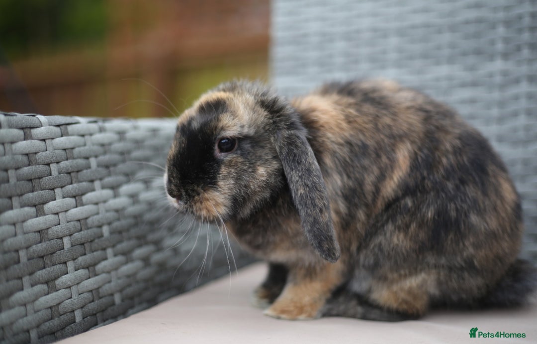 Mini Lion Lop rabbits for sale: Mini lion lops  - Image 2