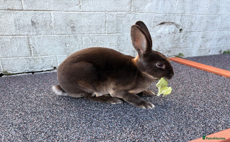 Rex rabbits - Advert 1