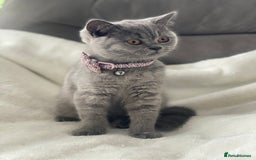 British Shorthair cats for sale: Beautiful  bsh gccf girl (champion breed lines) in Swanley - Image 1