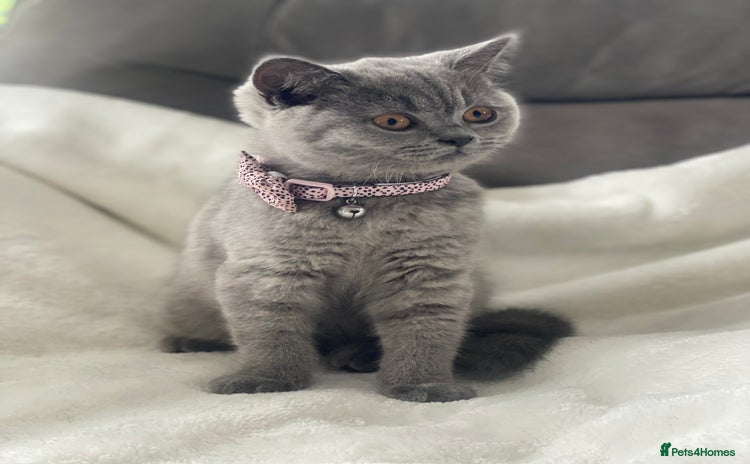 British Shorthair cats in Swanley - Advert 2