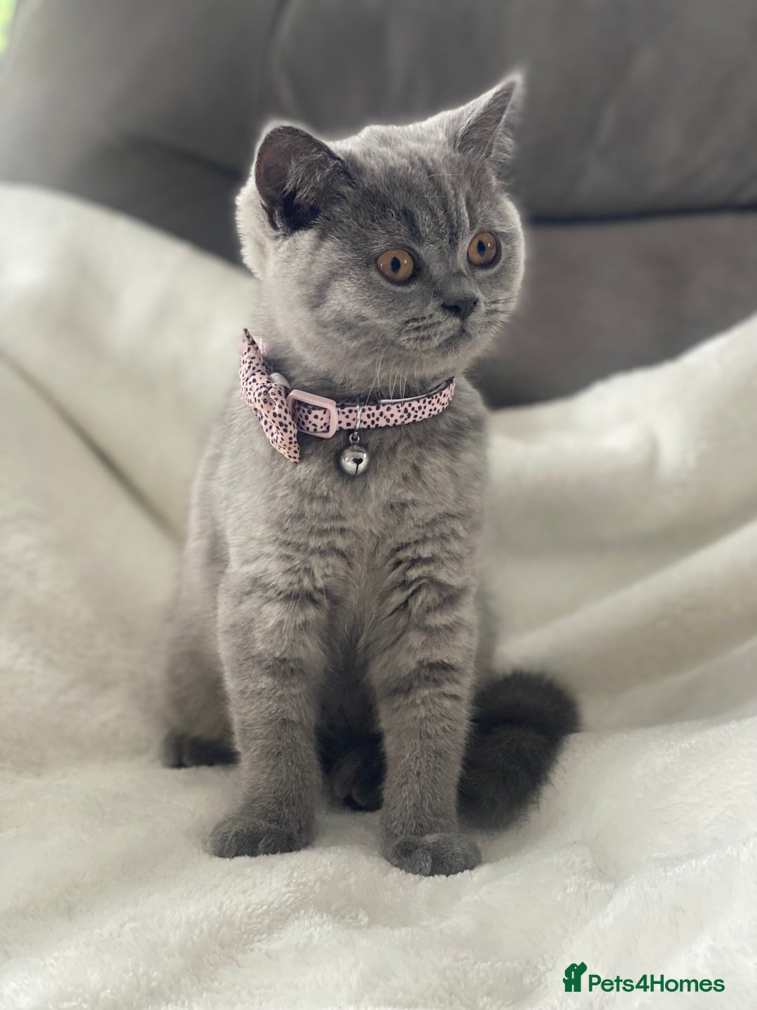 British Shorthair cats for sale: Beautiful  bsh gccf girl (champion breed lines) in Swanley - Image 1