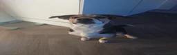 Mixed Breed dogs for stud: Stud Border Collie x Jack Russel  in Watlington - Advert 24