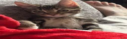 Mixed Breed cats for sale: 2 male kittens in Sheffield - Advert 2
