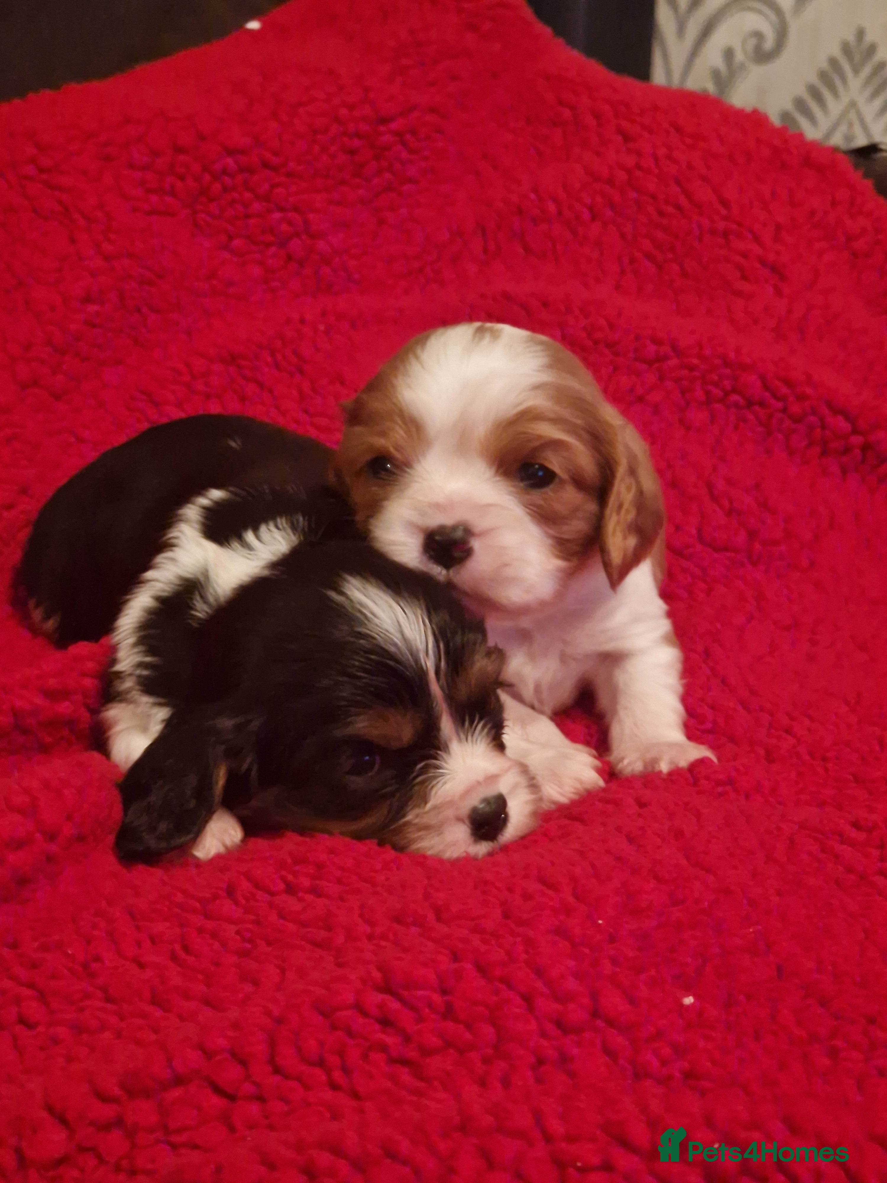 Cavalier King Charles Spaniel dogs Cavalier King Charlies - Advert 18