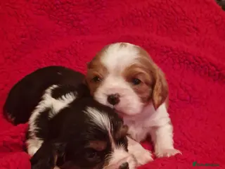 Cavalier King Charles Spaniel dogs Cavalier King Charlies - Advert 18
