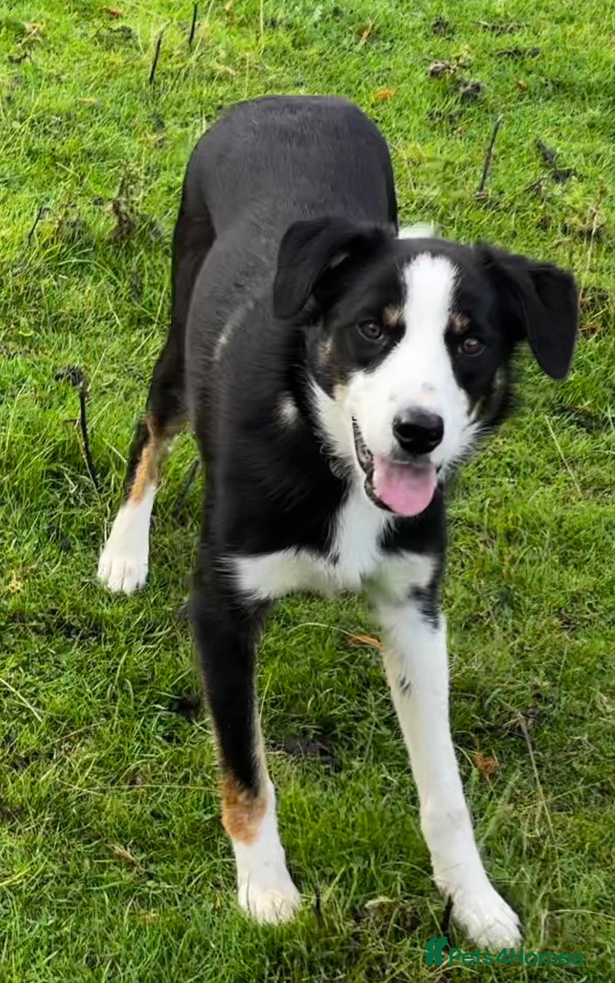 Border Collie dogs 9 month old male Border Collie  - Advert 7