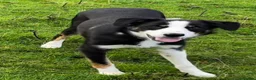 Border Collie dogs for sale: 9 month old male Border Collie  - Advert 1