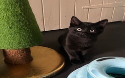 Mixed Breed cats for adoption: British Shorthair Mix- Adopt from Cats in Crisis - Image 5