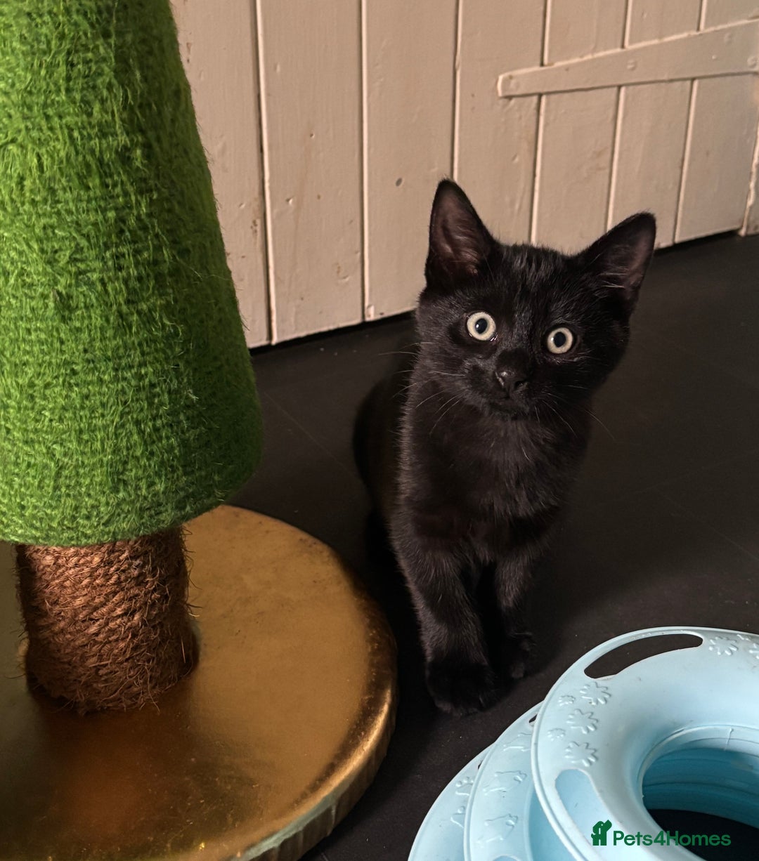 Mixed Breed cats for adoption: British Shorthair Mix- Adopt from Cats in Crisis - Image 5