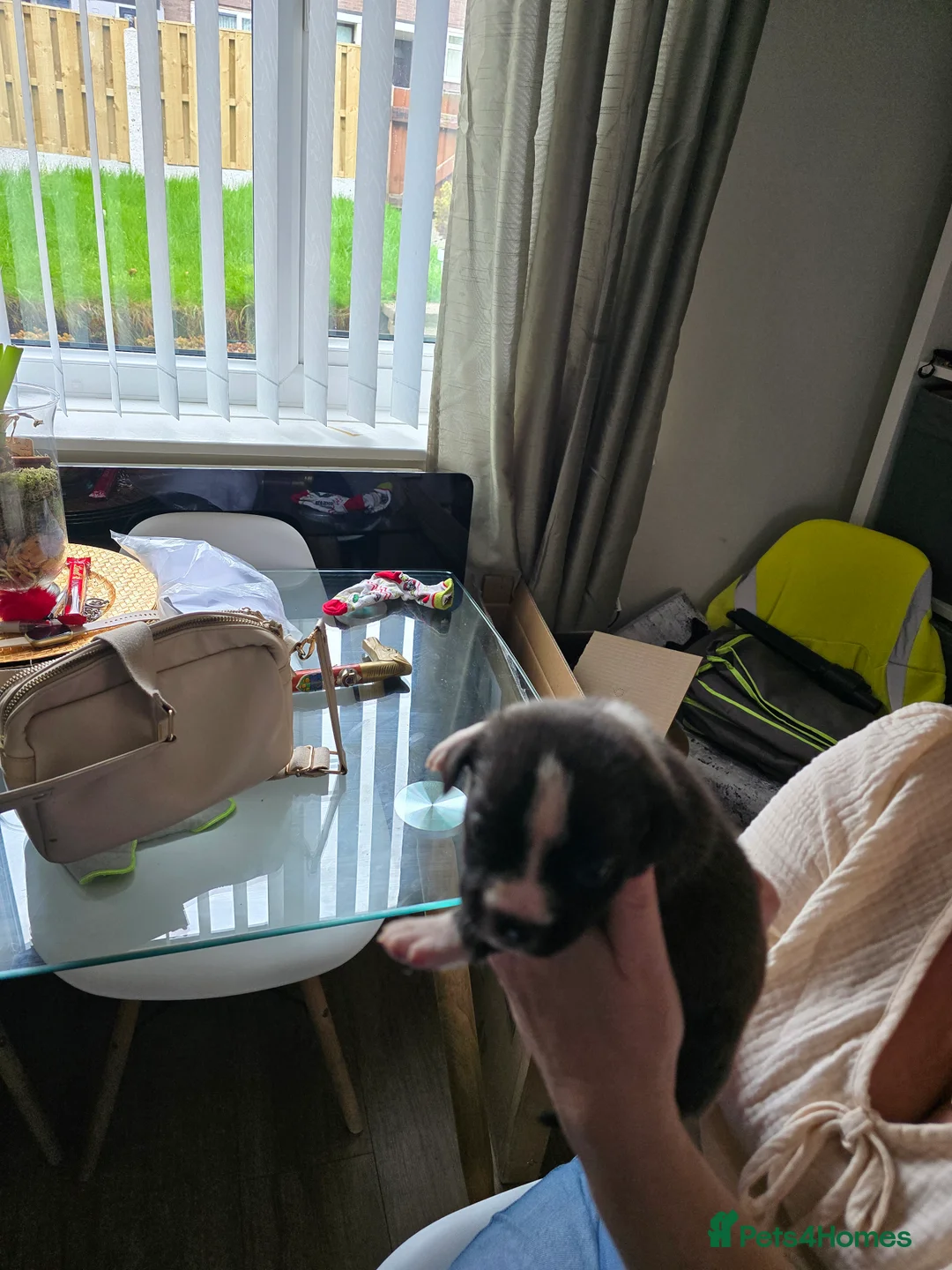 Mixed Breed dogs for sale: Staffordshire Bull Terrier x shitzhu - Advert 2