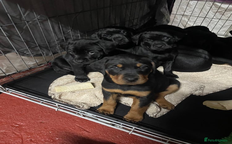 Mixed Breed dogs - Advert 5