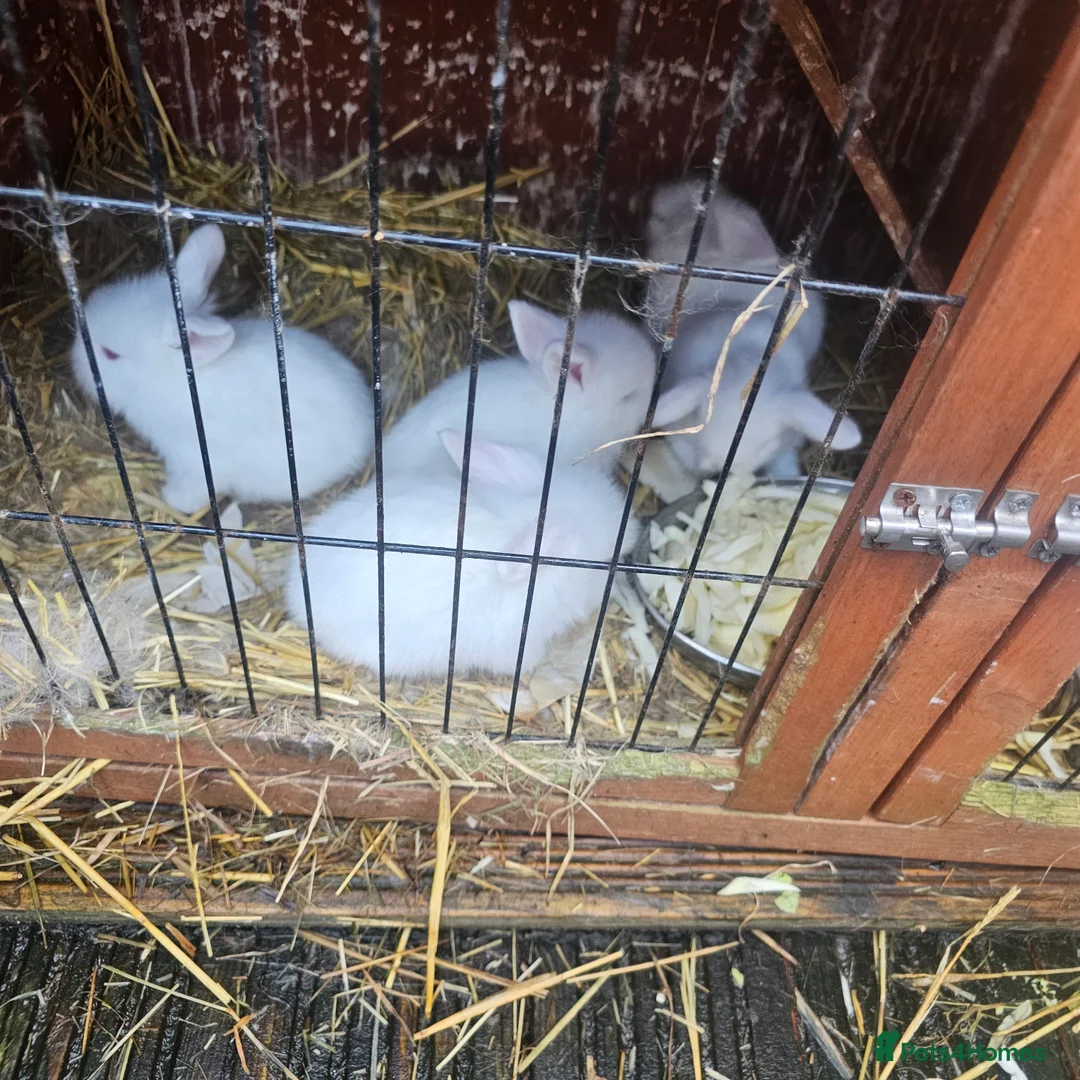 Lionhead rabbits for sale: Lionhead rabbit  - Advert 1