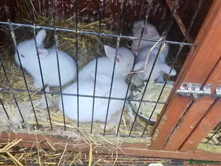 Lionhead rabbits Lionhead rabbit - Advert 5