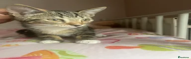 Brown tabby kitten 