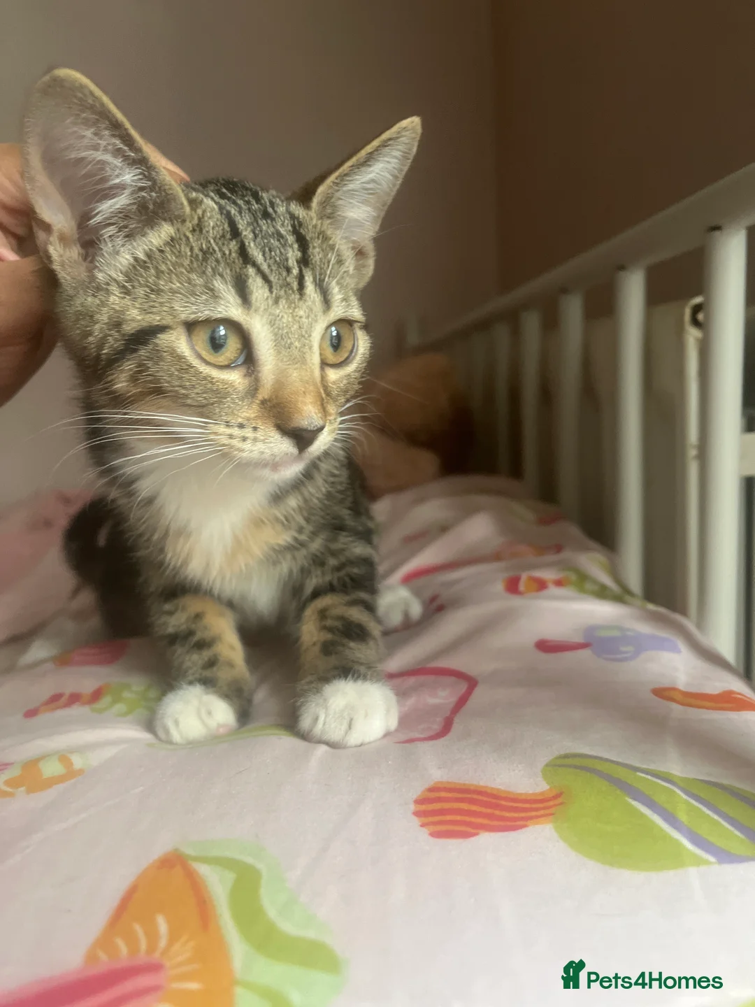 British Shorthair cats for sale: 4 rescue kittens  in Southall - Advert 2