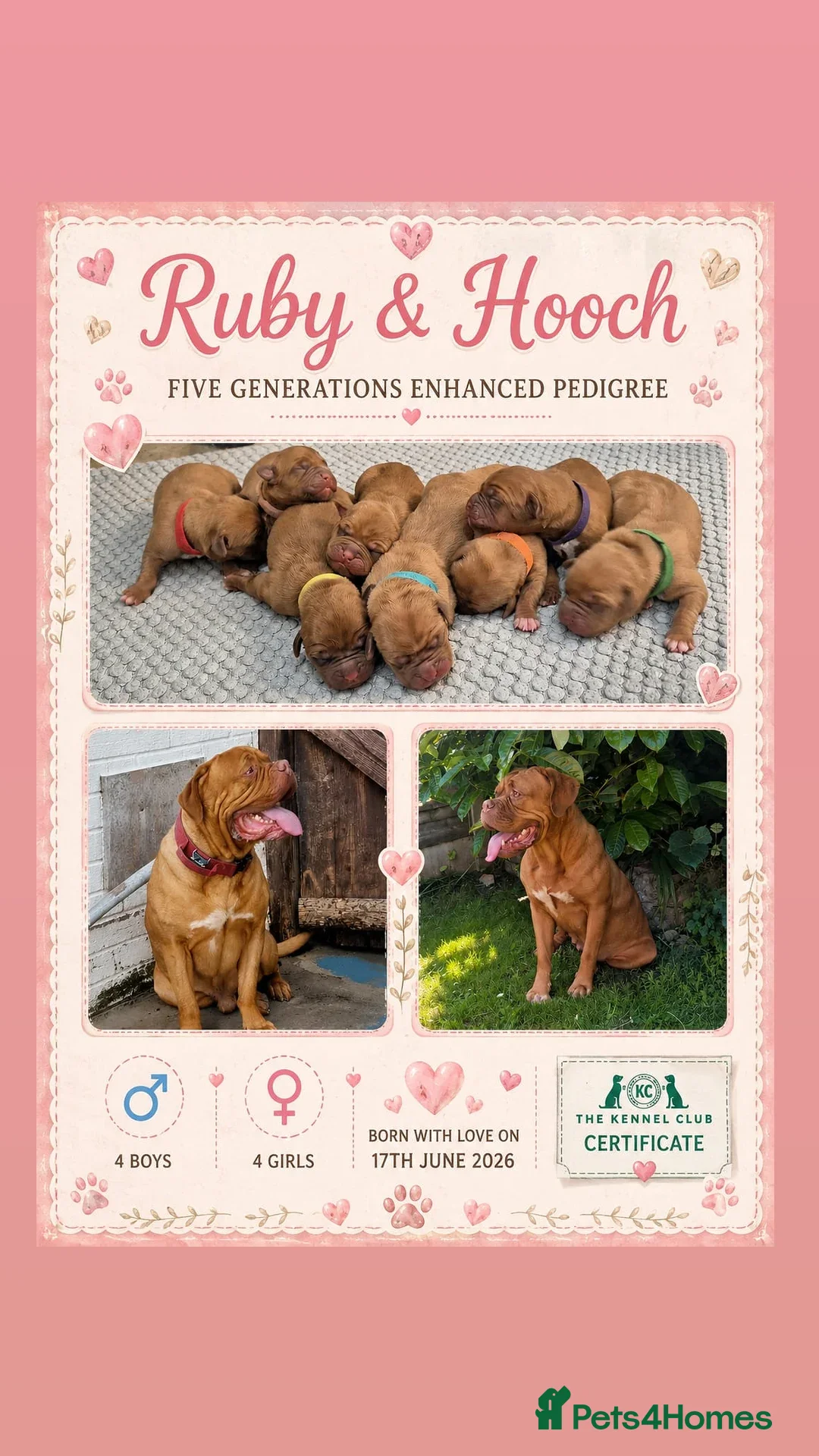 Dogue De Bordeaux dogs  KC Registered Dogue de Bordeaux Puppies-Champion  - Advert 1