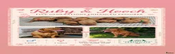 Dogue De Bordeaux dogs for sale: KC Registered Dogue de Bordeaux Puppies-Champion  - Advert 16