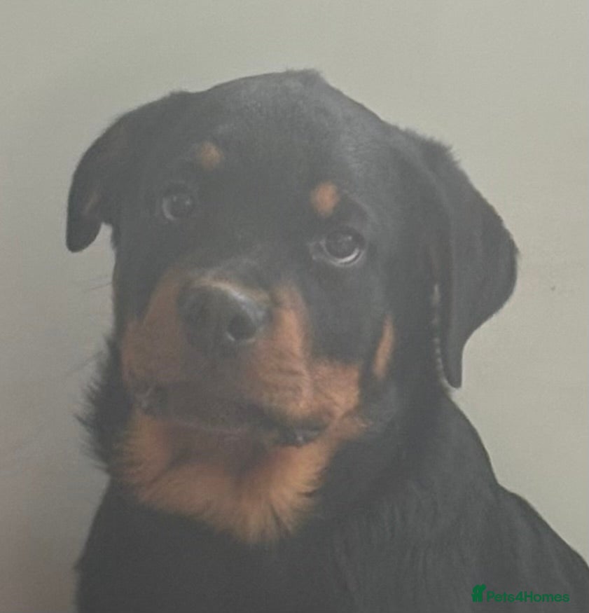 Rottweiler dogs ROTTWEILER PUPPY - MALE - 4 MONTHS OLD - Advert 1