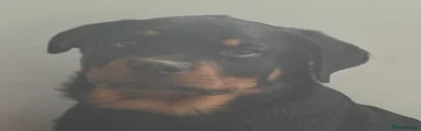 Rottweiler Puppy 1