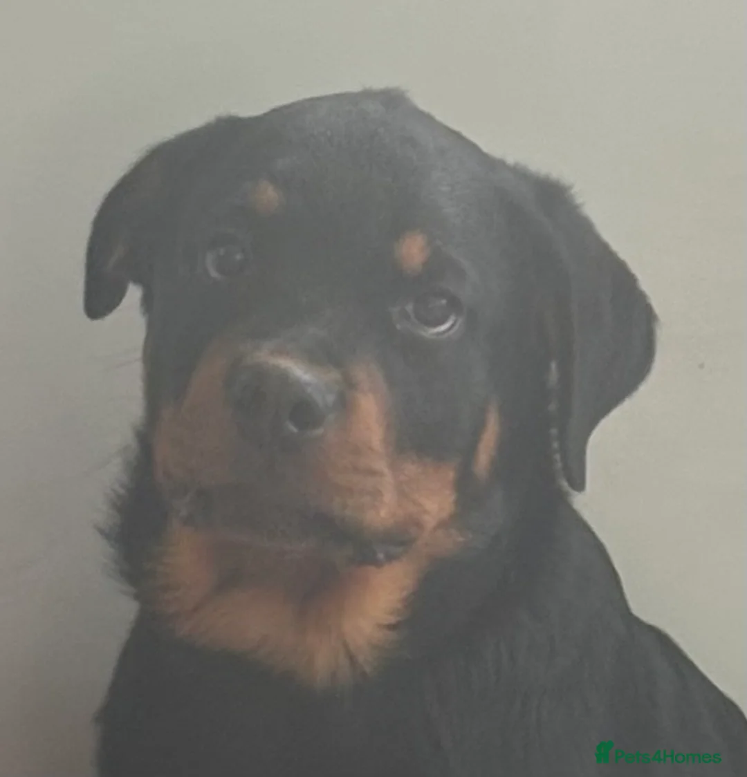 Rottweiler dogs for sale: ROTTWEILER PUPPY - MALE - 4 MONTHS OLD - Advert 1