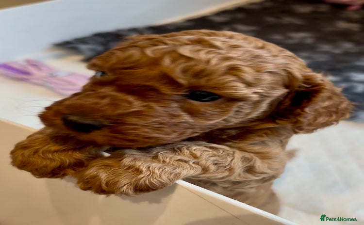Cockapoo dogs - Advert 2