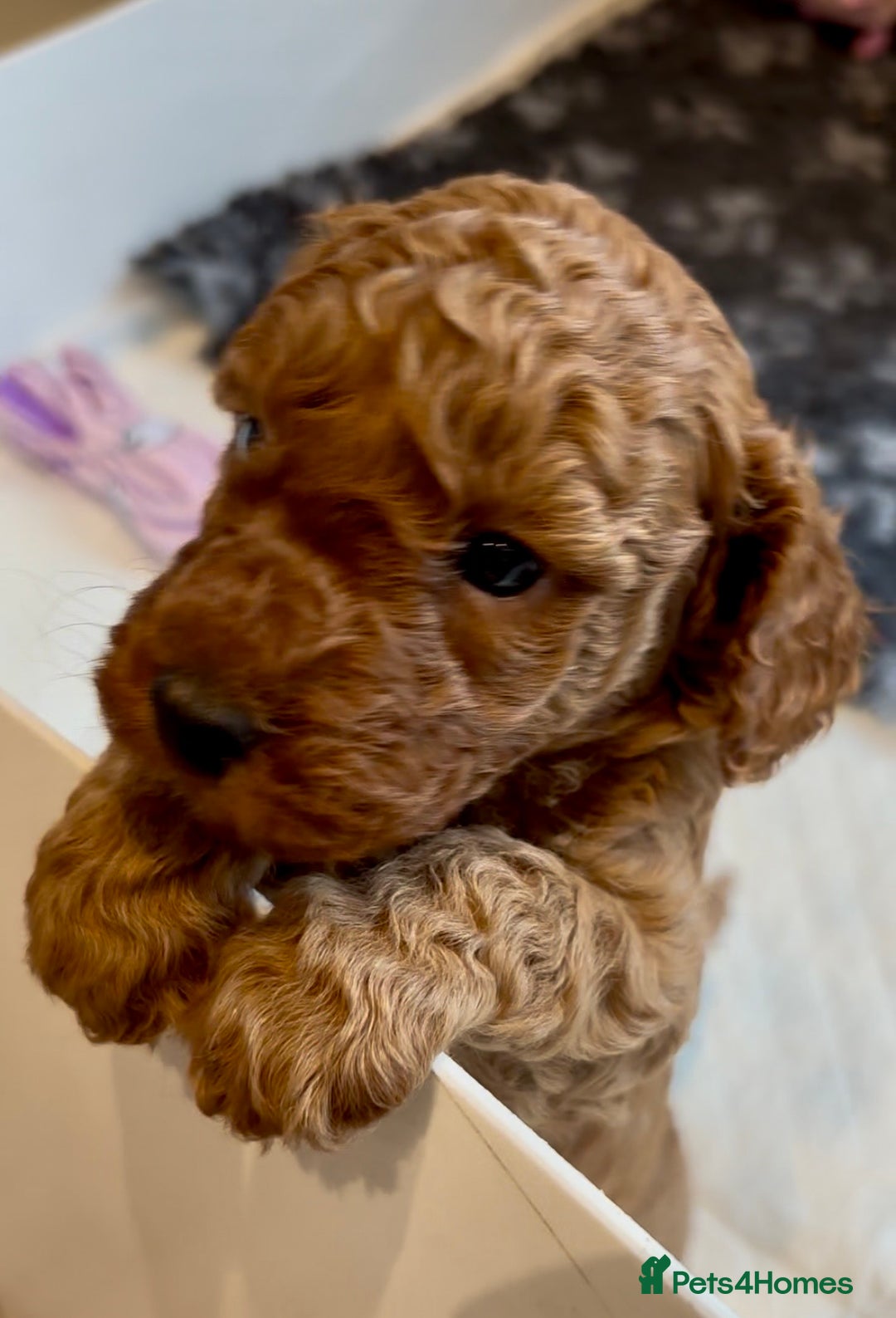 Cockapoo dogs for sale: Stunning Fox Red F1B Cockapoos only 1 girls left - Image 3