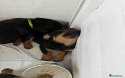 Rottweiler dogs for sale: Beautiful KC registered Rottweiler puppies  - Image 15