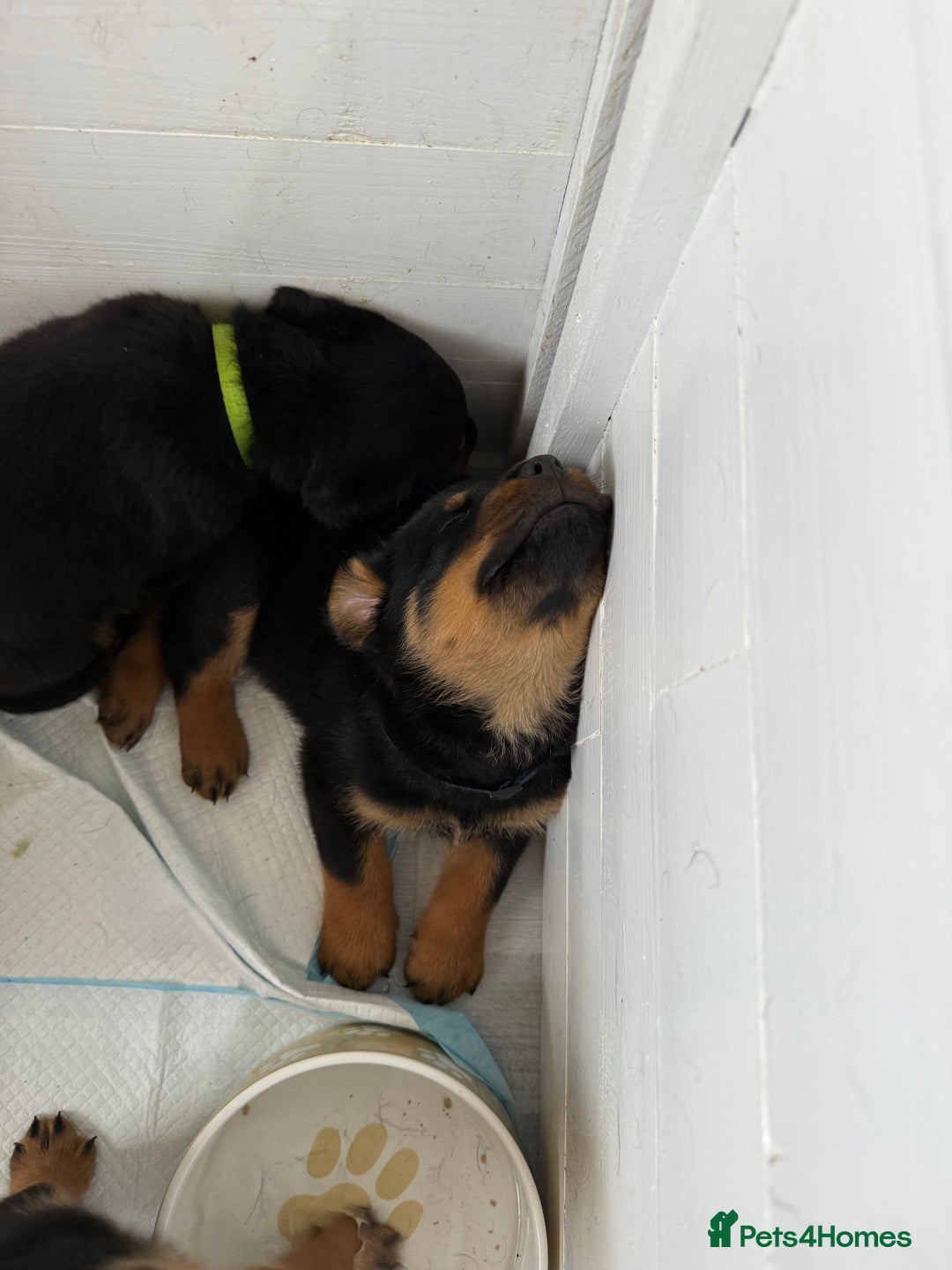 Rottweiler dogs for sale: Beautiful KC registered Rottweiler puppies  - Image 15