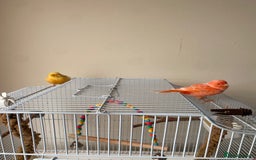 Canaries birds for sale: Male and female canary pair - Image 2