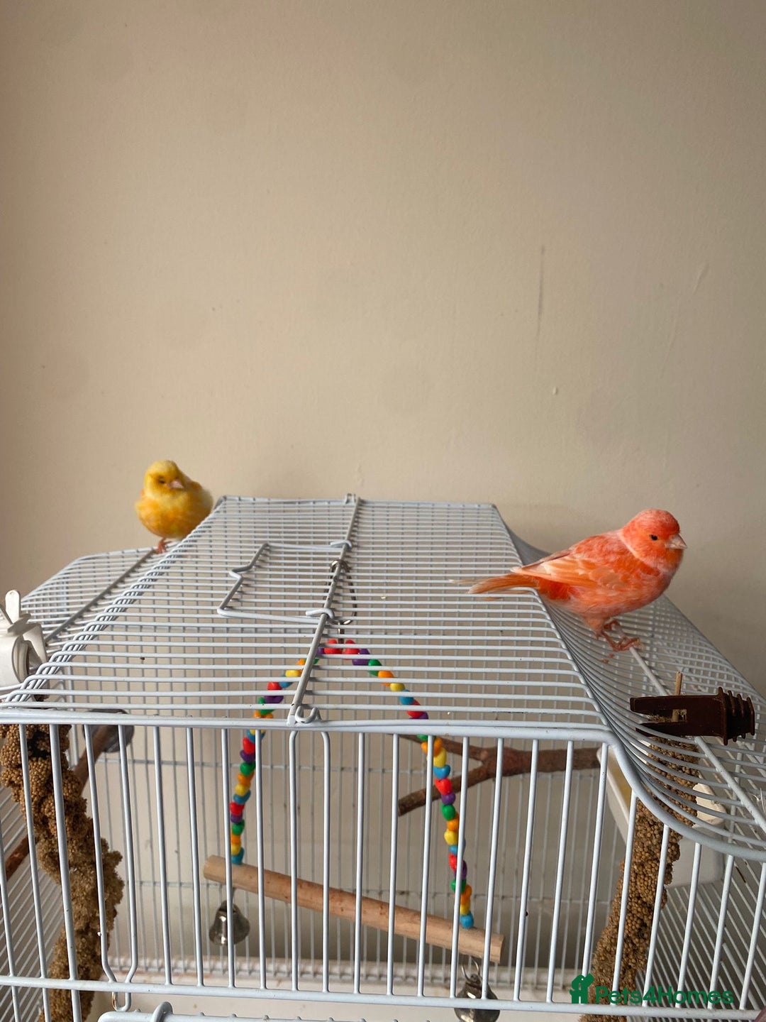 Canaries birds for sale: Male and female canary pair - Image 2
