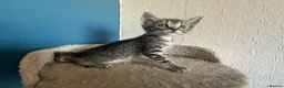 Mixed Breed cats for sale: Beautiful Bonded Tabby Boys – Reggie & Ronnie  - Advert 6