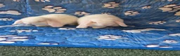 Mini Lop rabbits for sale: Stunning baby mini lops  - Advert 3