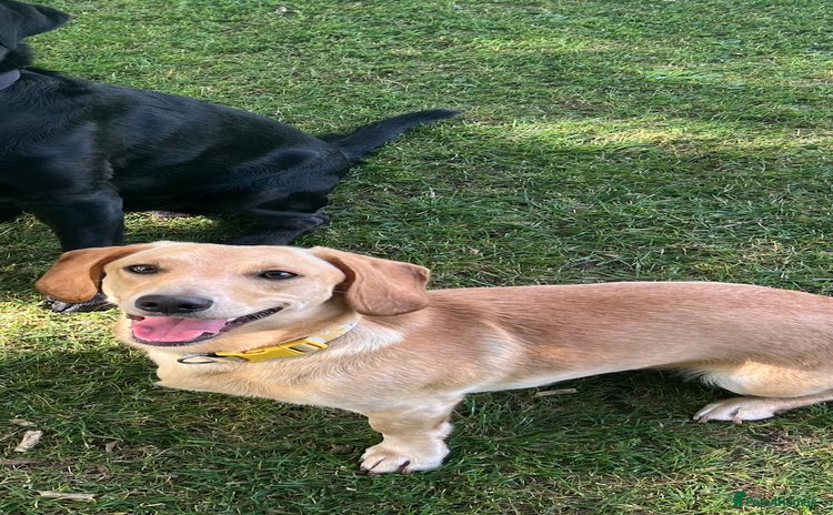 Mixed Breed dogs - Advert 5