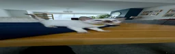Siamese cats for sale: Siamese kittens  - Advert 19