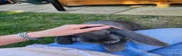 French Lop rabbits for sale: Gorgeous French lop Buck 💙🐰 - Advert 3