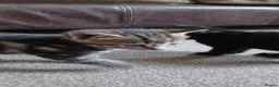 Mixed Breed cats for sale: 2 Kittens to be rehomed - Advert 3
