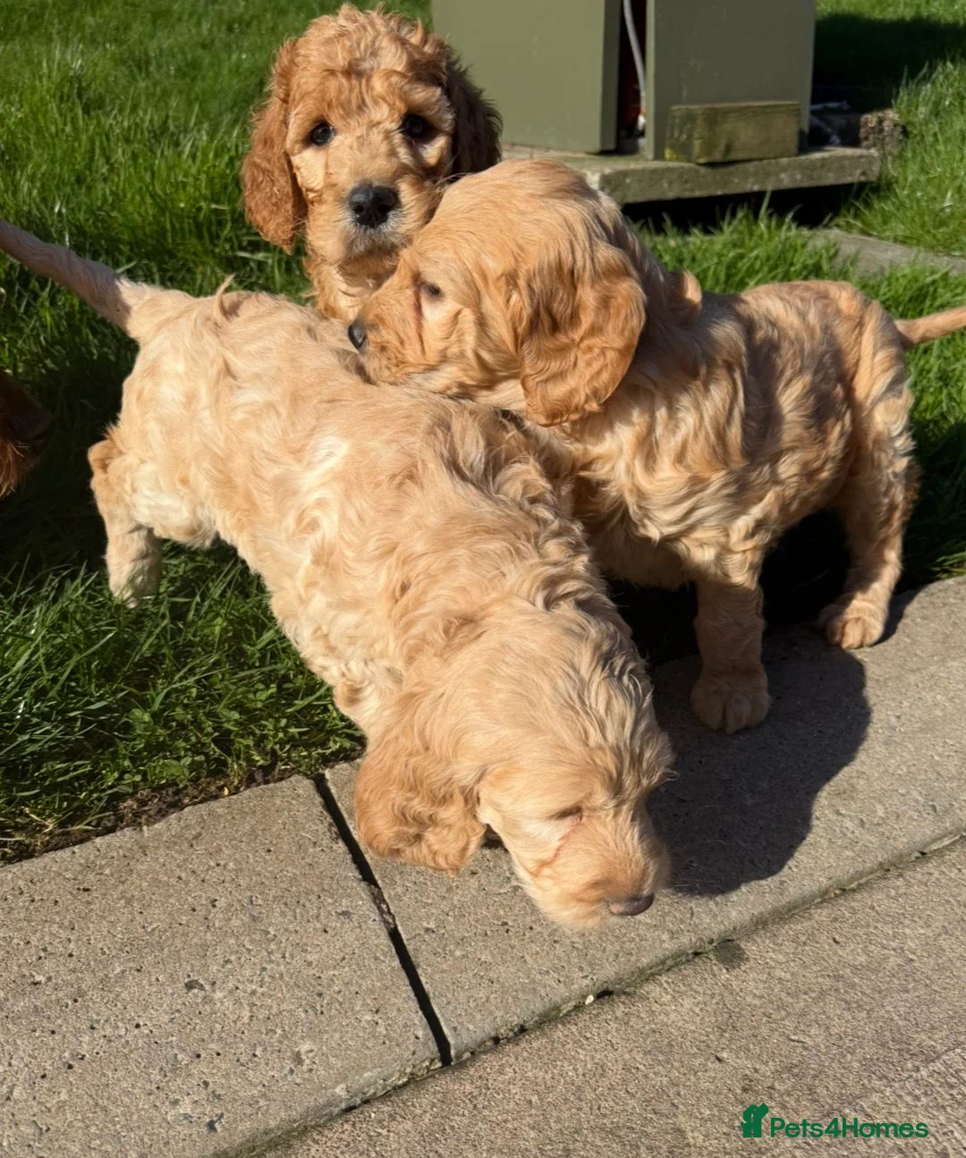 Irish Doodle dogs for sale: F1b Doodle Puppies - Advert 2