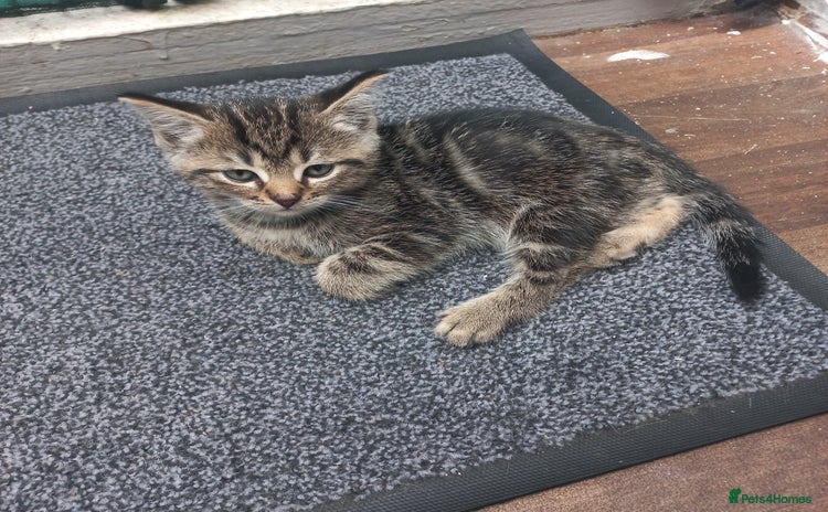 Mixed Breed cats - Advert 4