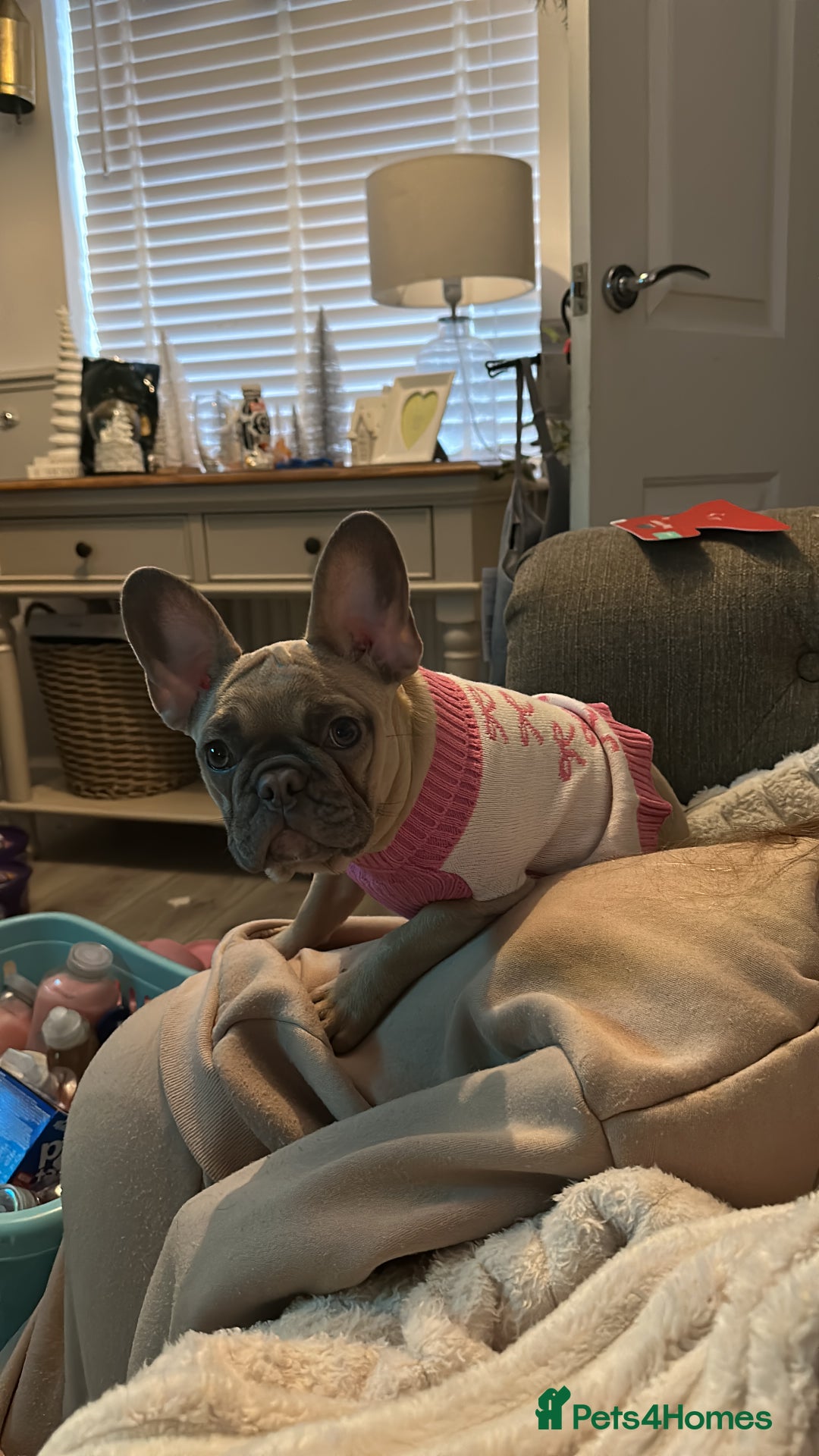 French Bulldog dogs for sale: Frenchie  - Advert 2