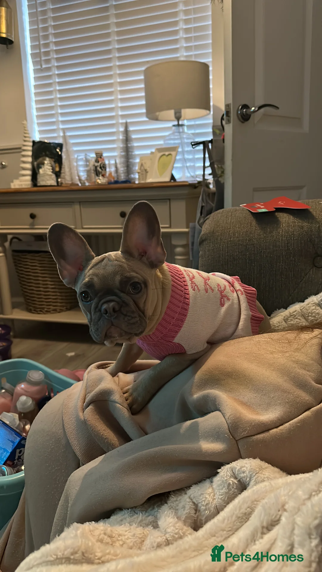 French Bulldog dogs for sale: Frenchie  - Advert 2