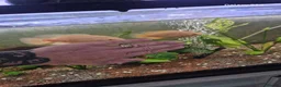 Cichlids fish for sale: 3 oscars 1 red 2 white/orange - Advert 3