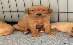 Labrador Retriever dogs for sale: KC Red fox Labrador retrievers  - Image 15