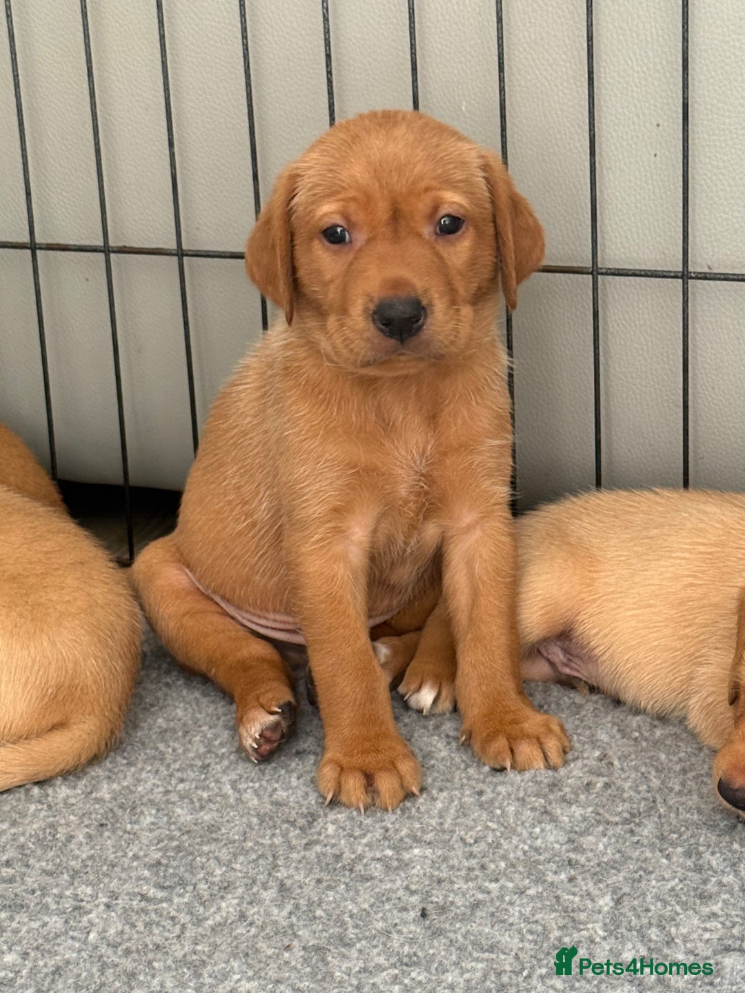 Labrador Retriever dogs for sale: KC Red fox Labrador retrievers  - Image 15