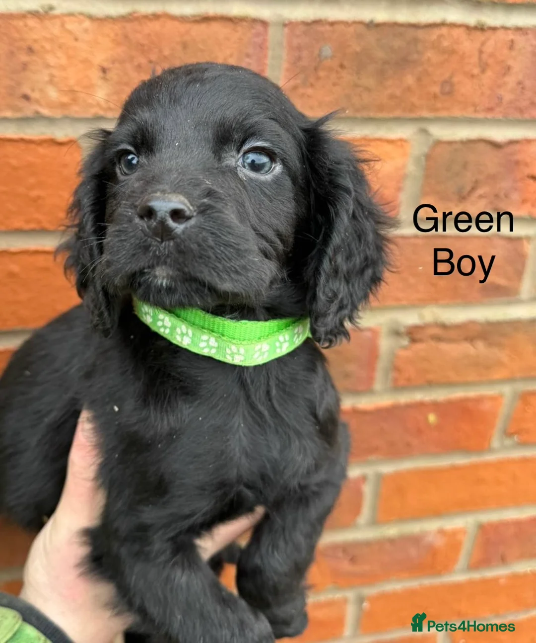Cocker Spaniel dogs for sale: Ready Now- Working Cocker Spaniel Puppies - Advert 7