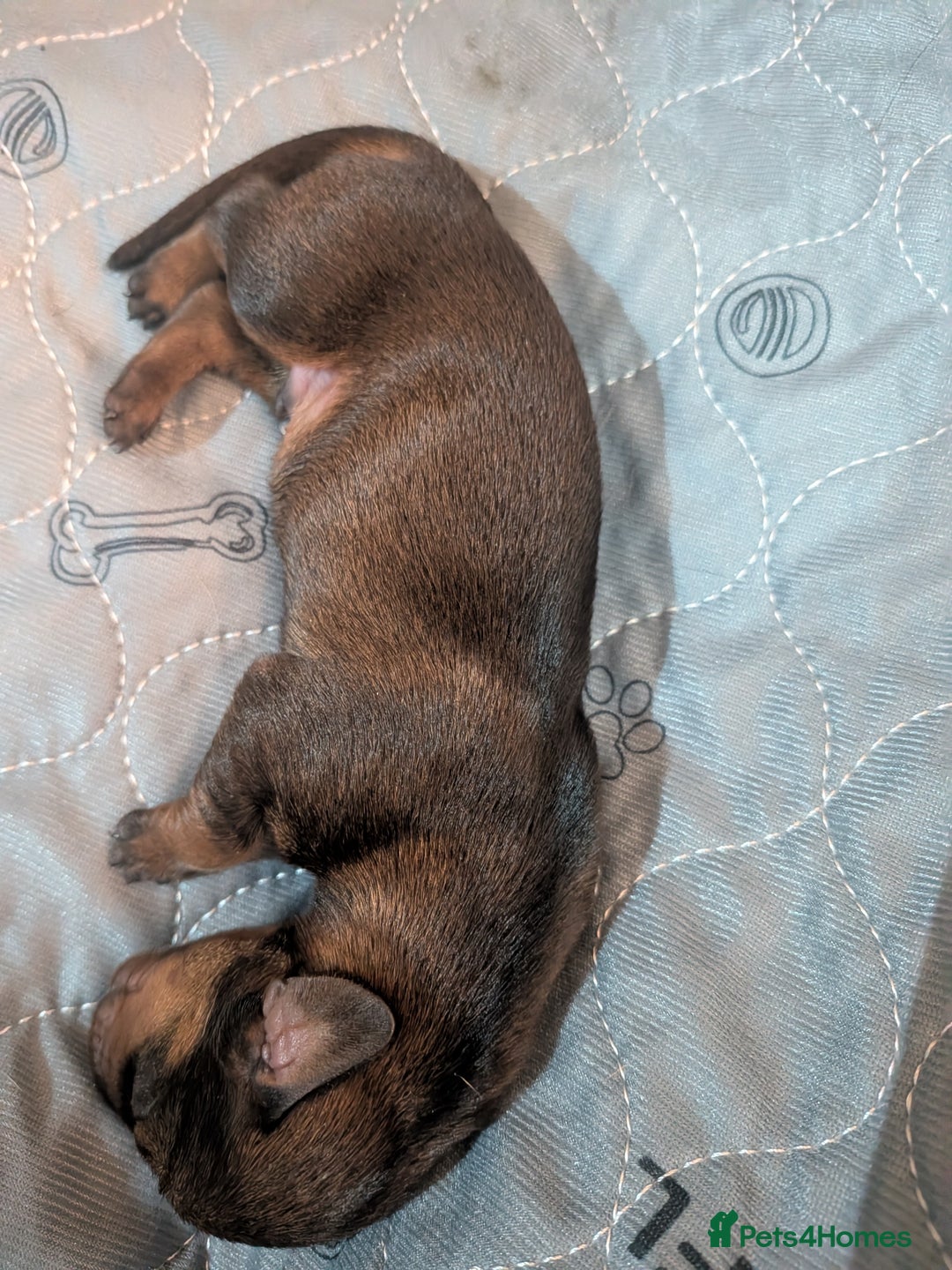 Dachshund dogs for sale: Dachshund puppies  - Advert 8