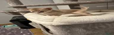 Abyssinian 5